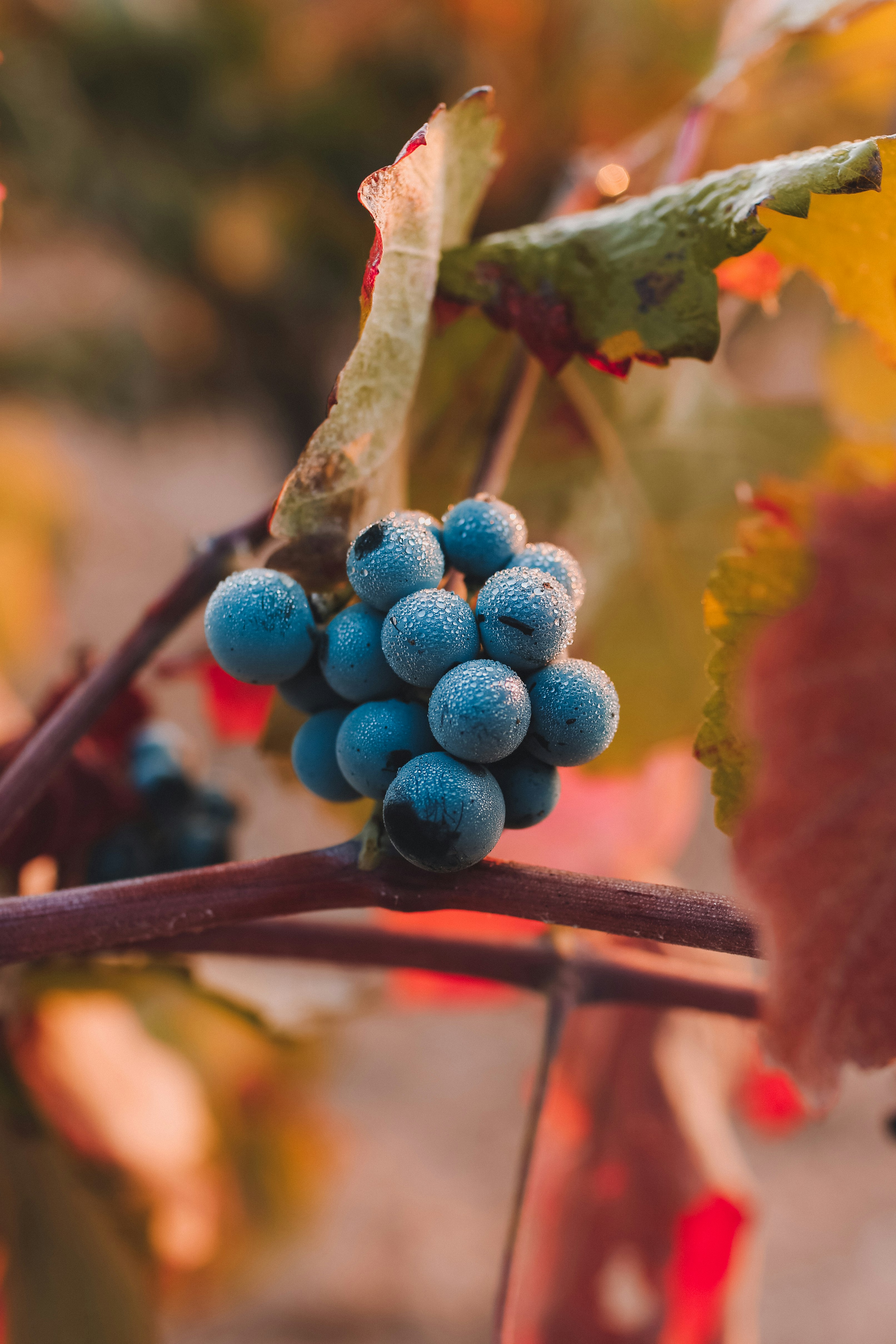 bunch of BlueBerries